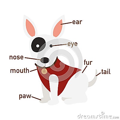 Illustration of dog vocabulary part of body Vector Illustration