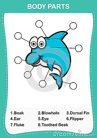 Illustration of dolphin vocabulary part of body Vector Illustration