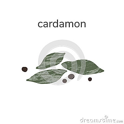 Illustration of dry cardamon seed spice isotated on white background. Hand drawn illustration. Cartoon Illustration