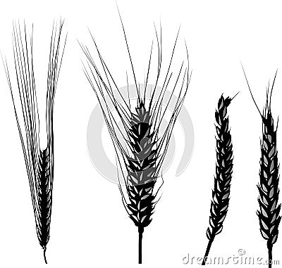 Four ears isolated on white Vector Illustration