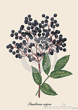 Illustration of elderberry berry Vector Illustration