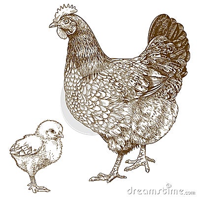 Illustration of engraving chicken and chick Vector Illustration