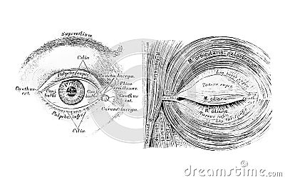 The illustration of the eye and muscles of the eyelid cleft Cartoon Illustration