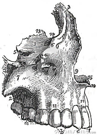 Illustration of facial bones, teeth and nose from atlas of human anatomy in late 19th, early 20th Cartoon Illustration