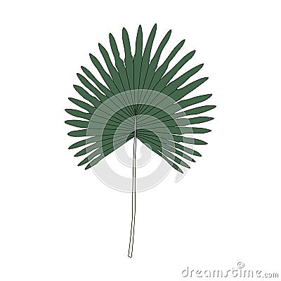 Illustration of fan palm leaf Vector Illustration