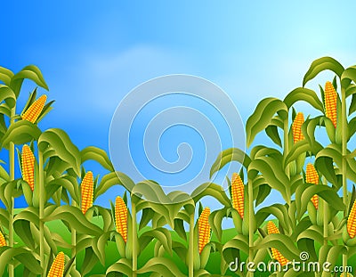 Farm scene with fresh corn Vector Illustration