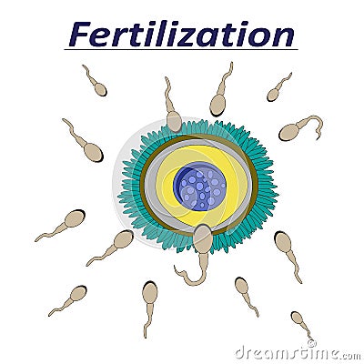 Illustration of a female egg fertilization sperm Vector Illustration