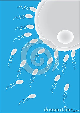 Illustration of fertilization process Stock Photo