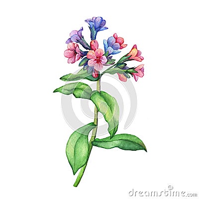 Illustration of first spring wild flowers - Dark lungwort medicinal Pulmonaria officinalis. Stock Photo