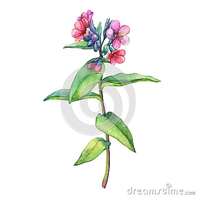 Illustration of first spring wild flowers - Dark lungwort medicinal Pulmonaria officinalis. Stock Photo