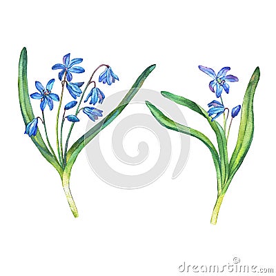 Illustration of first spring wild flowers - Scilla bifolia blue forest flowers. Stock Photo