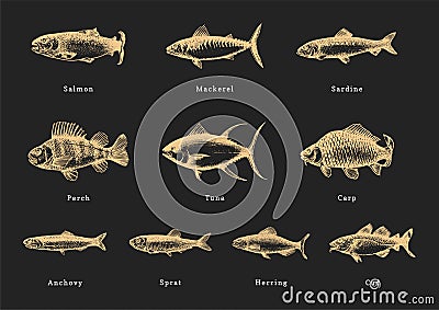 Illustration of fishes on black background. Drawn seafood set in engraving style. Sketches collection in vector. Vector Illustration