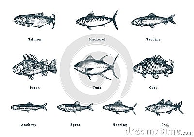 Illustration of fishes on white background. Drawn seafood set in engraving style. Sketches collection in vector. Vector Illustration