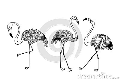 Illustration of flamingo in front . vector illustration eps10. hand drawing. art line Vector Illustration