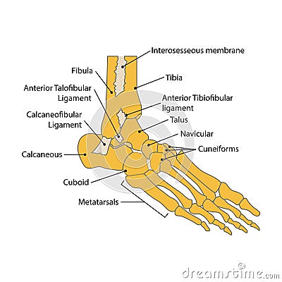 illustration of foot bone. vector. on white background Cartoon Illustration