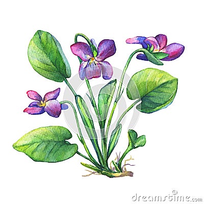 Illustration of Fragrant violets wild flower English Sweet Violets, Viola odorata. Stock Photo