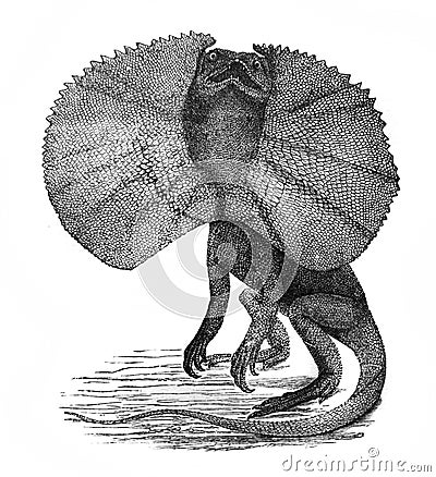 Illustration of frilled lizard Chlamydosaurus in the old book The Encyclopaedia Britannica, vol. 14, by C. Blake, 1882, Edinburgh Editorial Stock Photo