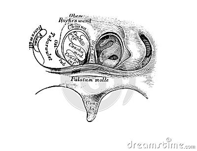 The illustration of the front throat wall from behind in the old book die Anatomie des Menschen, by C. Heitzmann, 1875, Wien Cartoon Illustration