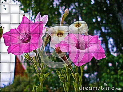 Illustration garden pink and white flowers art effect of interlacing darkening Stock Photo
