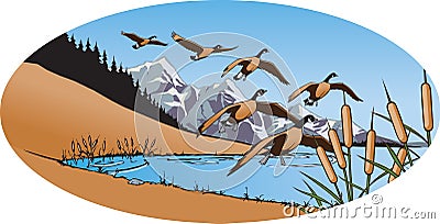 Canada Geese 2 Vector Illustration