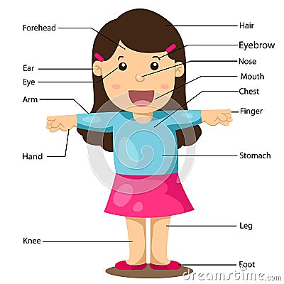 Illustration of Girl With Labeled Body Parts Vector Illustration