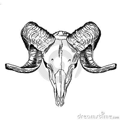 Illustration with goat skull. Hand drawn. Vector Illustration