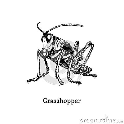 Illustration of a Grasshopper. Drawn insect in engraving style. Sketch in vector. Vector Illustration
