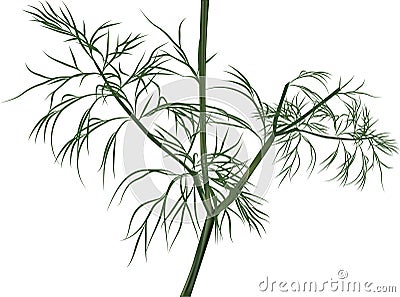 Illustration with green dill isolated on white Vector Illustration