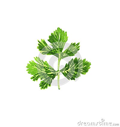 Illustration of a green watercolor parsley sprig Stock Photo