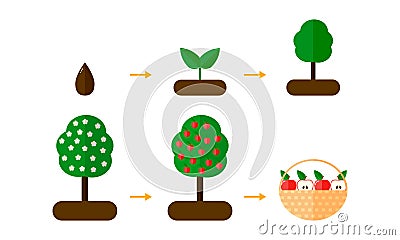 illustration. growth stages of Apple trees. red apples. B Cartoon Illustration