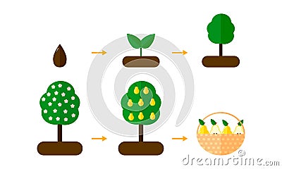 illustration. growth stages of pear trees. Blooming tree. Cartoon Illustration