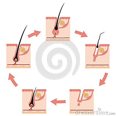 Illustration of a hair cycle Vector Illustration