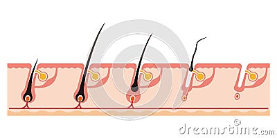 Illustration of a hair cycle Vector Illustration