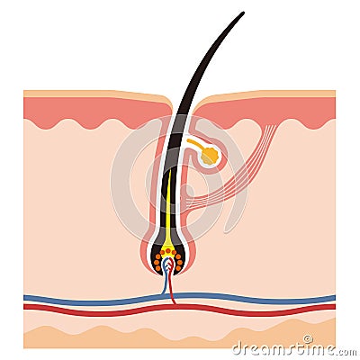 Illustration of hair root Vector Illustration