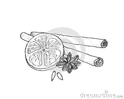 Star Anise and Cinnamon Sticks with Dried Orange Vector Illustration