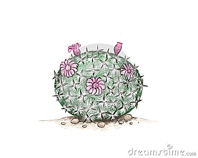 Hand Drawn Sketch of Mammillaria or Pincushion Cactus Vector Illustration