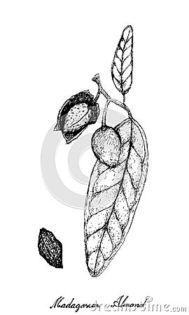 Hand Drawn of Madagascar Almond on A Branch Vector Illustration