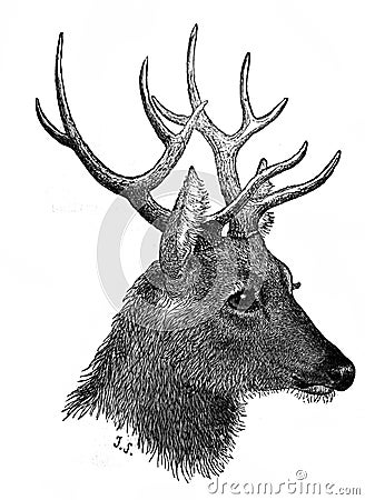 Illustration of Head of Deer in the old book The Encyclopaedia Britannica, vol. 15, by C. Blake, 1883, Edinburgh Editorial Stock Photo