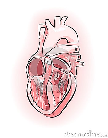 Heart image in all 4 chambers with arteries and black Vector Illustration