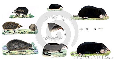 Illustration of a hedgehog and a mole. Stock Photo