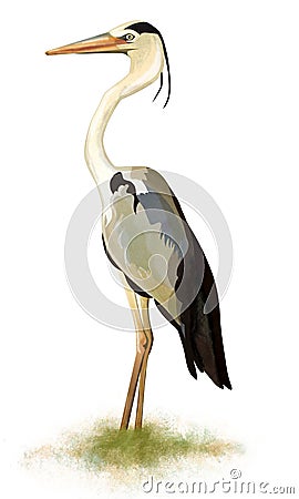 Illustration of heron bird at the grass. Stock Photo