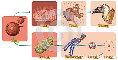 Atom to organism Vector Illustration