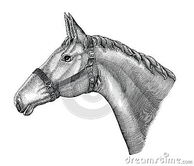 Illustration of horse head hand draw vintage engraving style black and white clip art isolated on white background Vector Illustration
