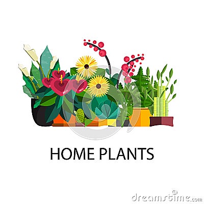 Illustration of houseplants, indoor and office plants in pot. Vector Illustration