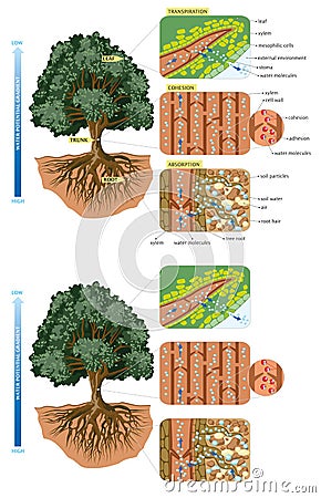 Tree-movement of water Vector Illustration