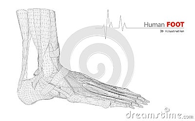 Illustration on Human Anatomy, Foot Background Stock Photo