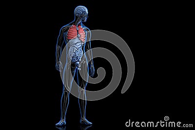 Illustration of human anatomy with highlighted lungs. 3D Rendering Stock Photo