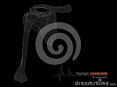 Illustration on Human Anatomy, Shoulder Background Stock Photo