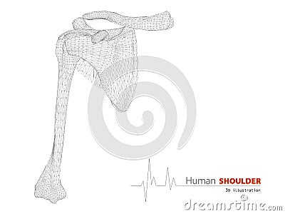 Illustration on Human Anatomy, Shoulder Background Stock Photo