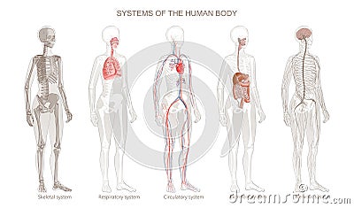 Vector Illustration of Human Body Systems Circulatory, Skeletal, Nervous, Digestive, Integumentary, Exocrine Vector Illustration